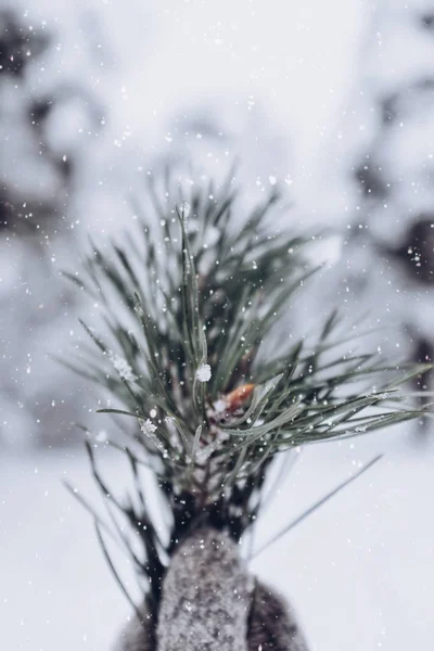 Pine Tree Twigs Snowflakes Grey Mittens Winter Time — Stock Photo, Image
