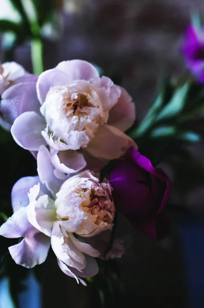 Flores Peonía Primer Plano Tonos Oscuros — Foto de Stock