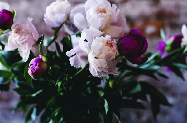 Bukett Färgglada Pion Blommor — Stockfoto
