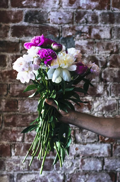 Mucchio Peonie Nella Mano Dell Uomo Contro Muro Mattoni — Foto Stock