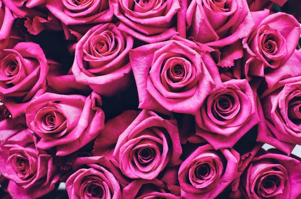 Hermoso Rosa Rosas Fondo — Foto de Stock