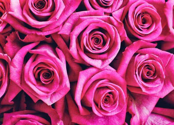 Beautiful pink roses background, close up
