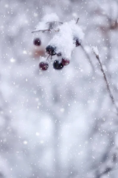 Black Berries Snow Garden — Stock Photo, Image