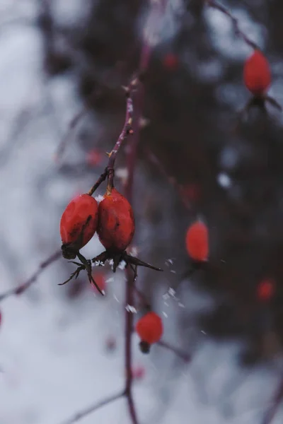 Red Winter Berries Hawthorn Snow — Stock Photo, Image