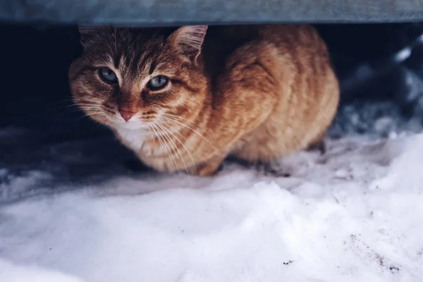 Ginger Cat Snow Hiding Outdoor — Stock Photo, Image