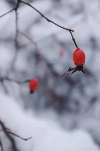 Red Berries Hawthorn Winter Time — Stock Photo, Image
