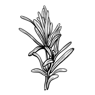 Rosemary beyaz bir arka planda izole edildi. Rosemary baharatlı bir baharat. Doodle biçiminde vektör illüstrasyonu