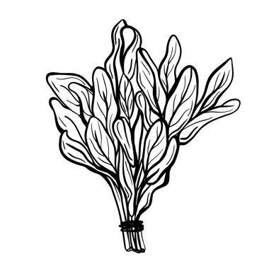 Beyaz arka planda yalıtılmış adaçayı yaprakları. Adaçayı, belirgin bir tadı olan güzel kokulu bir baharattır. Baharat kokulu baharat. Elle çizilmiş Vektör illüstrasyonu 