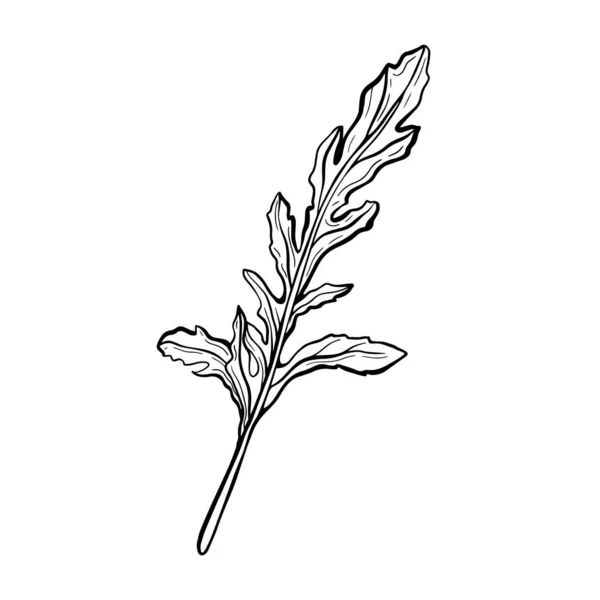 被白色背景隔离的阿鲁古拉 绿叶青葱 意大利蔬菜 用Doodle风格的矢量插图 — 图库矢量图片