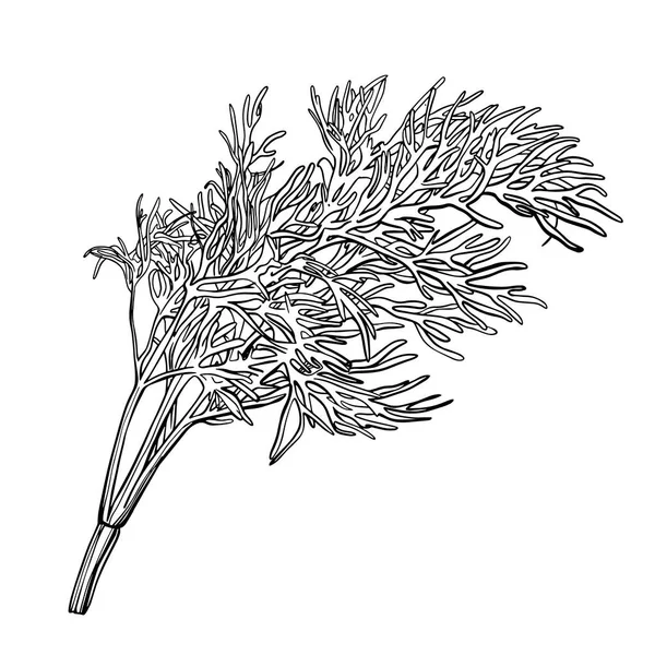 Kvist Dill Isolerad Vit Bakgrund Herbes Provence Fennel Smakrika Kryddor — Stock vektor