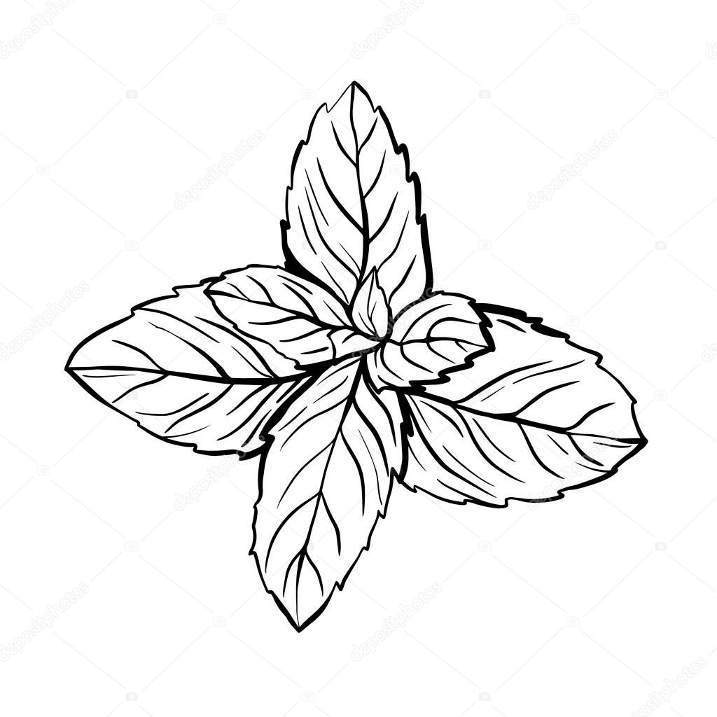 Peppermint leaves isolated on a white background. A sprig of mint with leaves. The herb Melissa is a spicy seasoning for brewing tea. Hand drawn vector illustration. Graphic drawing