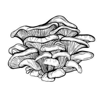 Beyaz arka planda izole edilmiş istiridye mantarları. Yenebilir mantarlar da ağaçta yetişir. Lezzetli orman mantarları. Vejetaryen yemekleri. El çizimi vektör illüstrasyonu