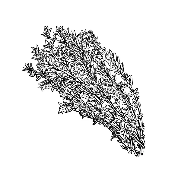 百里香在白色背景上被隔离 一支甜百里香的枝条 Herbes Provence 一个辛辣调味料的矢量图解 矢量说明 — 图库矢量图片