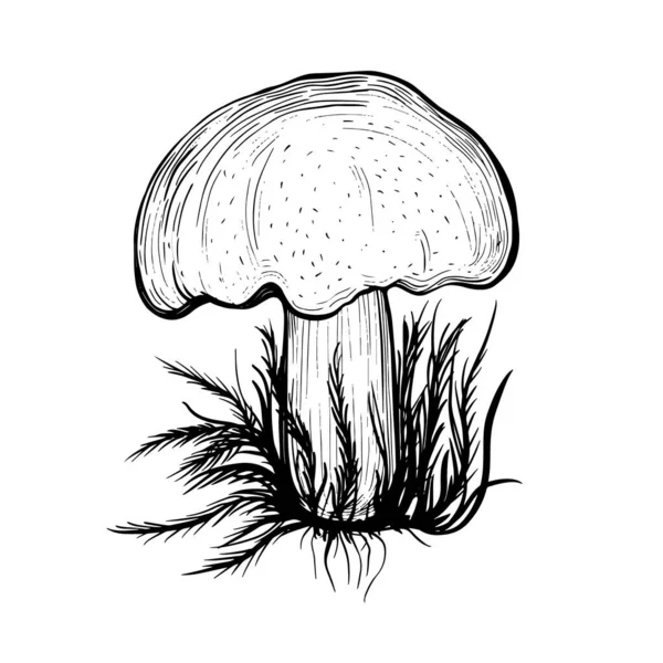 Russula Mushroom Isolated White Background Edible Mushroom Stem Cap Delicious — Stock Vector