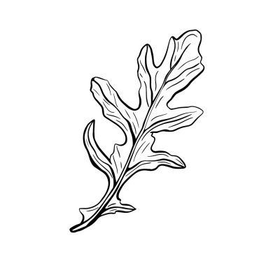 Arugula beyaz bir arkaplanda izole edilmiş. Rucolla kokulu, lezzetli yeşiller. İtalyan otları. Doodle tarzında vektör illüstrasyonu. Vektör çizimi. Vektör illüstrasyonu