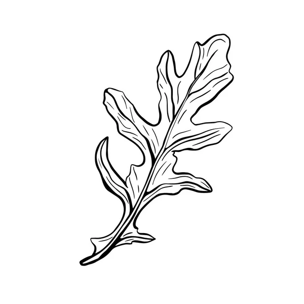 Arugula beyaz bir arkaplanda izole edilmiş. Rucolla kokulu, lezzetli yeşiller. İtalyan otları. Doodle tarzında vektör illüstrasyonu. Vektör çizimi. Vektör illüstrasyonu
