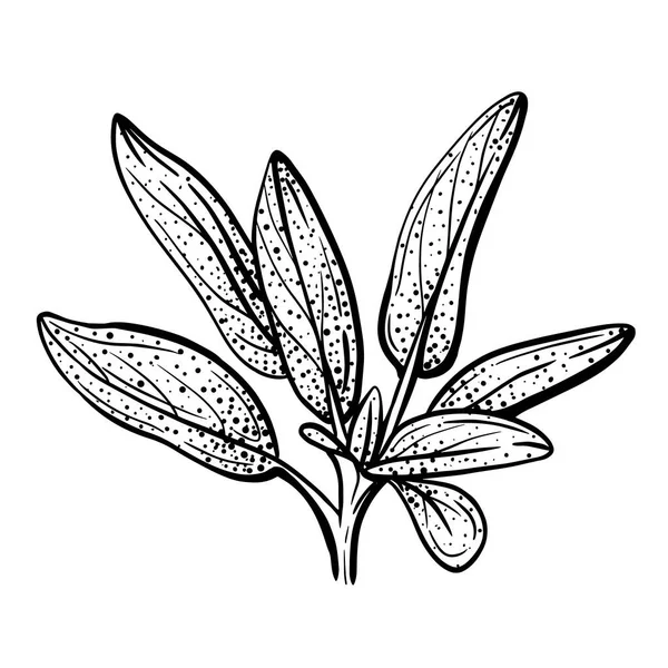 鼠尾草的叶子被白色的背景隔开了 鼠尾草是一种味道鲜美的香料 香喷喷的香料 手绘矢量图解 — 图库矢量图片