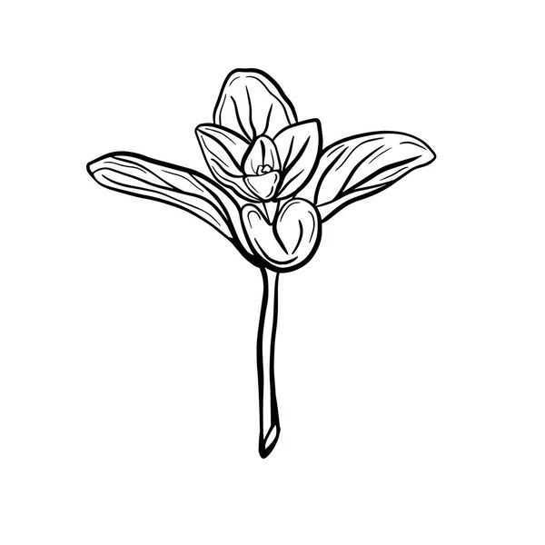 Folhas de orégano isoladas sobre um fundo branco. Orégano é um condimento saboroso. ilustração vetorial —  Vetores de Stock