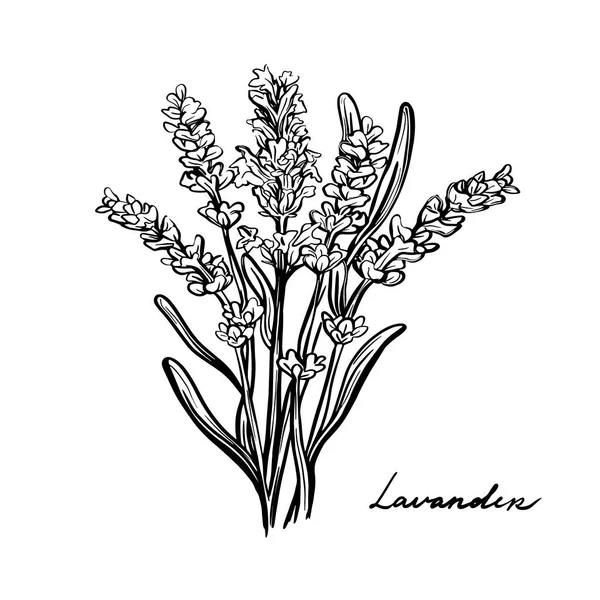 Lavendelbloemen, Provence kruiden. Een takje lavendelgras geïsoleerd op een witte achtergrond. Handgetekende vectorillustratie. Middellandse-Zeelandse kruiden — Stockvector