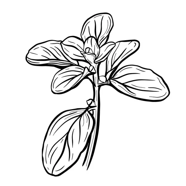 Basilika blad isolerad på en vit bakgrund. Marjoram är en aromatisk krydda. Vektorillustration — Stock vektor