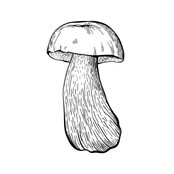 Fungo di Boletus isolato su fondo bianco. Fungo di spugna commestibile con gambo e cappuccio. Deliziosi funghi della foresta autunnale. Cibo vegano. Illustrazione del vettore disegnato a mano — Vettoriale Stock