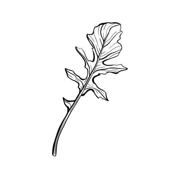 Arúgula aislada sobre un fondo blanco. Rucolla-fragante, deliciosos greens.Italian hierbas. Ilustración vectorial — Archivo Imágenes Vectoriales