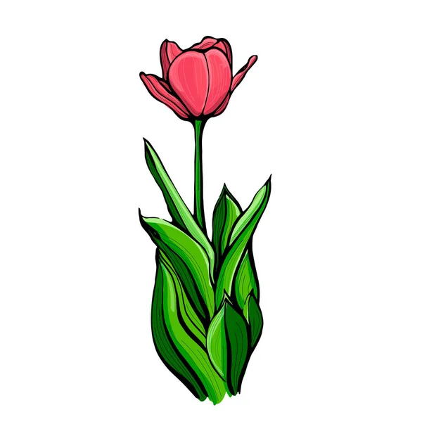 Tulipán rojo sobre un tallo con hojas, aislado sobre un fondo blanco.Ilustración dibujada a mano. Diseño botánico, floral para postales, textiles — Archivo Imágenes Vectoriales