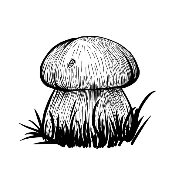 Boletus Mushroom Isolated White Background Edible Sponge Mushroom Stem Cap — Stock Vector