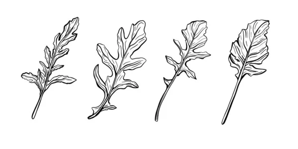 Arugula levelek elszigetelt fehér alapon. Rucolla - illatos, ízletes zöld.Olasz gyógynövények. Vektor illusztráció Doodle stílusban — Stock Vector
