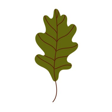 Beyaz bir arka planda meşe yaprağı izole edilmiş. Düşmüş meşe yaprağı. Düz vektör illüstrasyonu