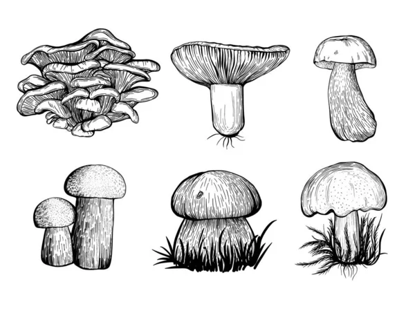 Raccolta di funghi di foresta. Funghi di autunno — Vettoriale Stock
