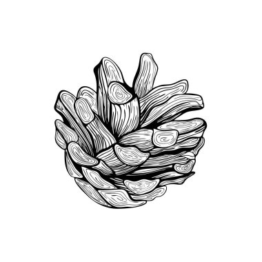 Çam kozalağı. Noel ağacı süslemesi. Bir kozalak. El çizimi Botanik vektör çizimi. Davetiyeler, bayram dekorasyonu, tebrik kartları, baskılar, yazıcılar için tasarım ögeleri