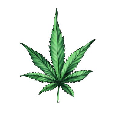  Beyaz arka planda yeşil kenevir yaprağı izole edilmiş. Tıbbi kenevir yaprağı. Marijuana. El çizimi illüstrasyon