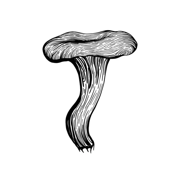 キノコのシャンテル。森の秋のキノコのシャネル。手描きベクトルイラスト — ストックベクタ