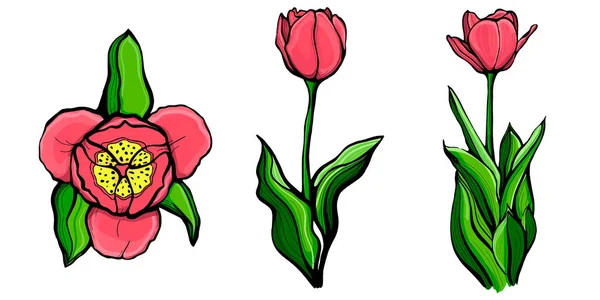 Conjunto de tulipanes rojos.Tulipán sobre un tallo con hojas. Ilustración vectorial dibujada a mano.Diseño botánico, floral para impresión, papel, tela — Archivo Imágenes Vectoriales