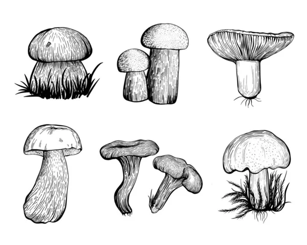 Set of forest mushrooms. Edible mushrooms - boletus edulis, boletus, Russula, chanterelles, boletus. Hand drawn vector illustration — Stock Vector