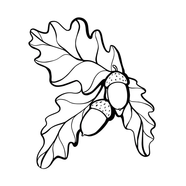 Ek kvist med ekollon handritad linjär gren illustration — Stock vektor