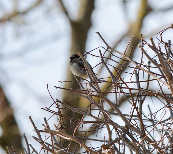 Sparrow Sedí Větvích Keř Bez Listí — Stock fotografie