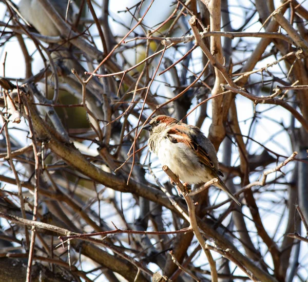 Sparrow Senta Ramos Arbusto Sem Folhas — Fotografia de Stock