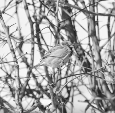 Serçe bir çalı yaprakları olmadan dallarında oturur. Siyah-beyaz fotoğraf tonda