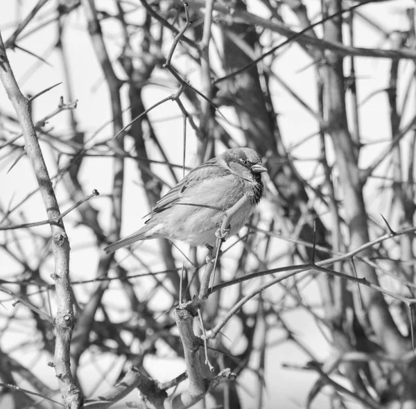 Воробей Сидит Ветвях Куста Листьев Фото Выдержано Черно Белом Цвете — стоковое фото