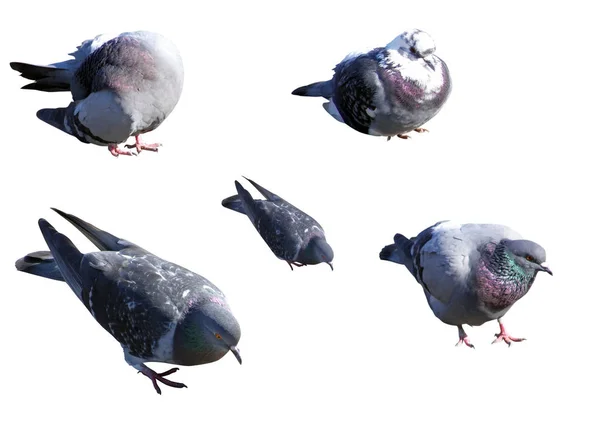 Taubenpaar Verschiedenen Posen Isoliert Auf Weiß — Stockfoto