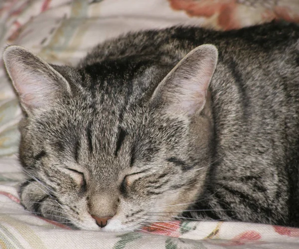 Porträtt Tabby Katt Sover Hemma — Stockfoto