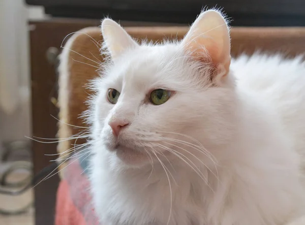 毛茸茸的白色家庭猫的肖像 — 图库照片