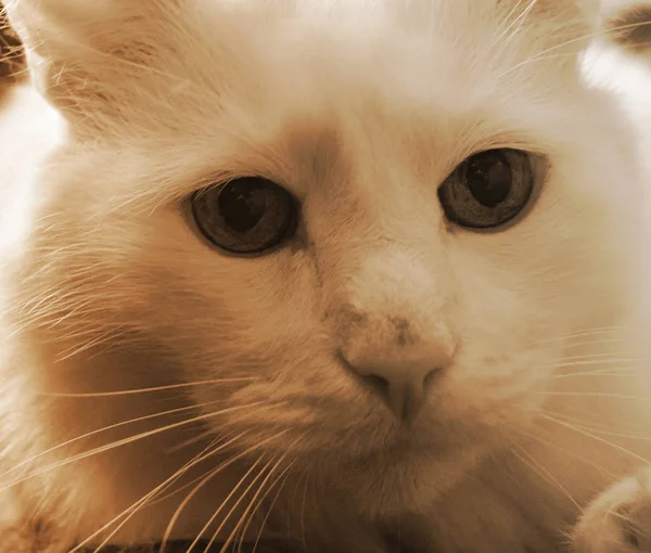 Retrato Gato Perto Foto Tonificada Sépia — Fotografia de Stock