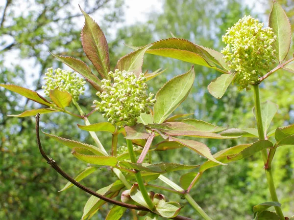 Bloeiwijze Van Jonge Groene Vlierbessen Dicht Omhoog Lente — Stockfoto