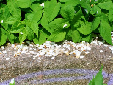 Yeşil çim ve düşmüş beyaz kiraz yaprakları