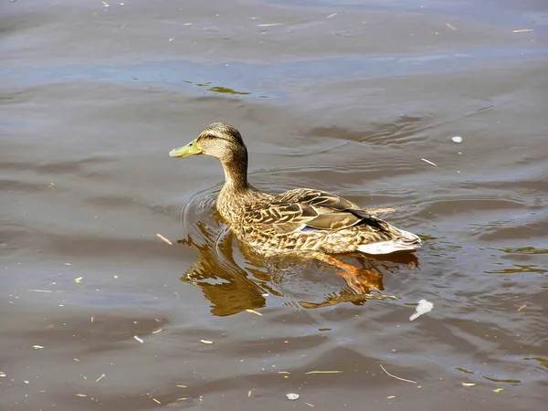 Entenweibchen Schwimmt Auf Dem Fluss Sonniger Tag — Stockfoto