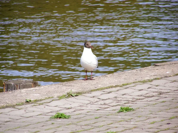 Schwarzkopfmöwe Ufer Des Flusses — Stockfoto