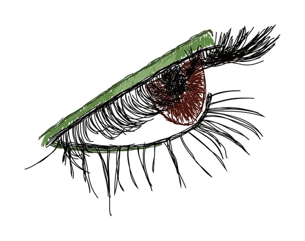 Braunes Weibliches Auge Mit Langen Wimpern Und Grünen Schatten Vektorillustration — Stockvektor